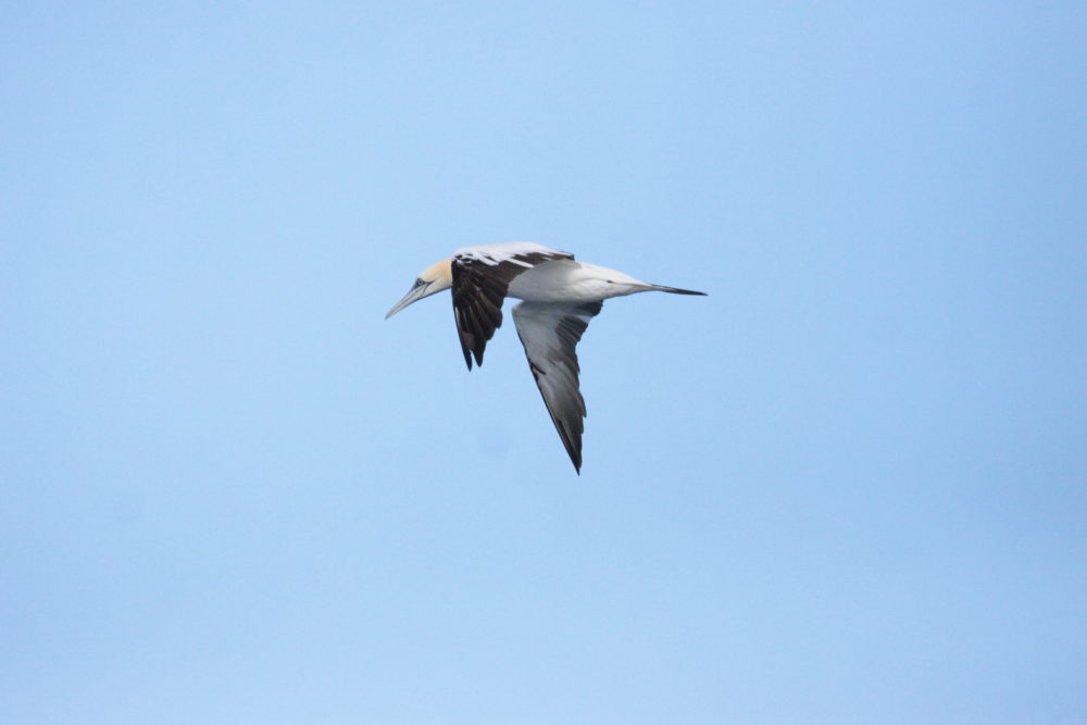 St Ives Island - Cornwall Bird Watching Tours