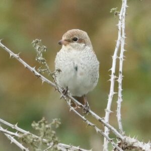 Early Autumn Birdwatching in West Cornwall