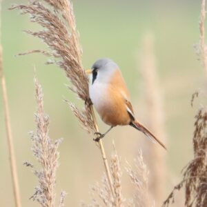 Somerset Levels in Winter - Feb 2026