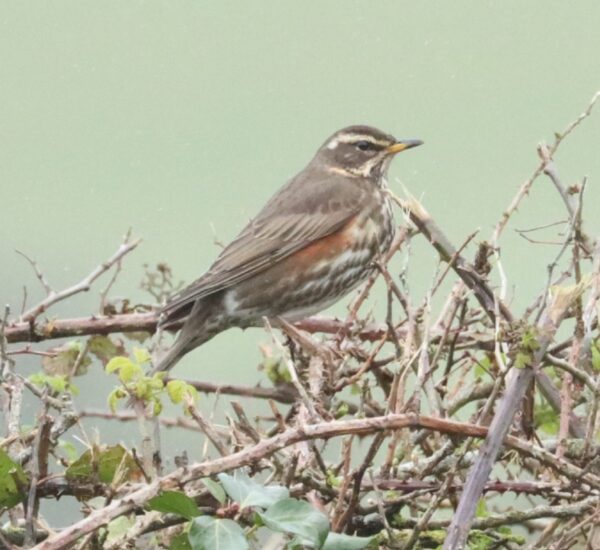 WINTER BIRDS in West Cornwall - Half Day Birding
