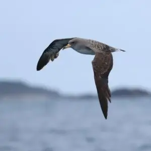 Seabirds from the Scillonian III