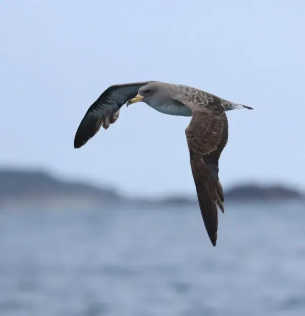 Seabirds from the Scillonian III